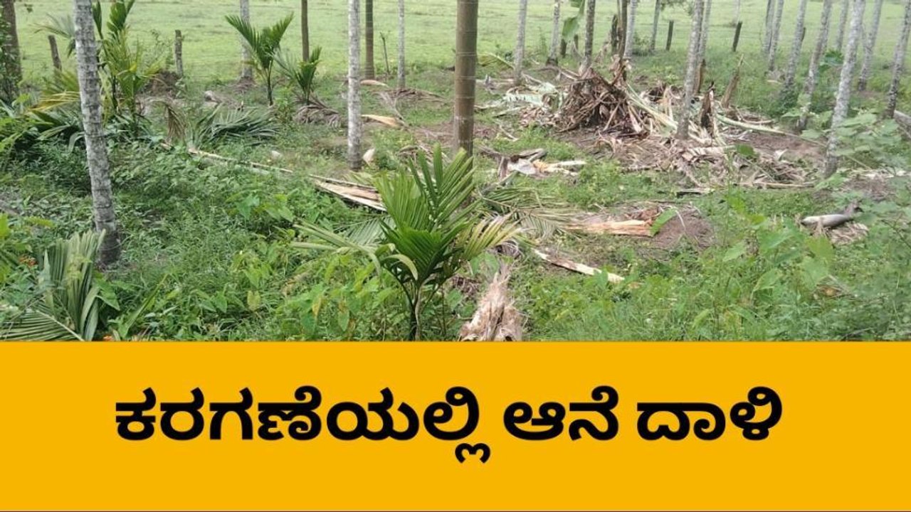 ಶೃಂಗೇರಿ:ಕಾಡಾನೆ ಹಾವಳಿ, ಅಪಾರ ಹಾನಿ