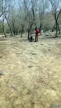 सरिस्का बाघ परियोजना में वन्यजीवों की गणना प्रारंभ, देखे वीडियों