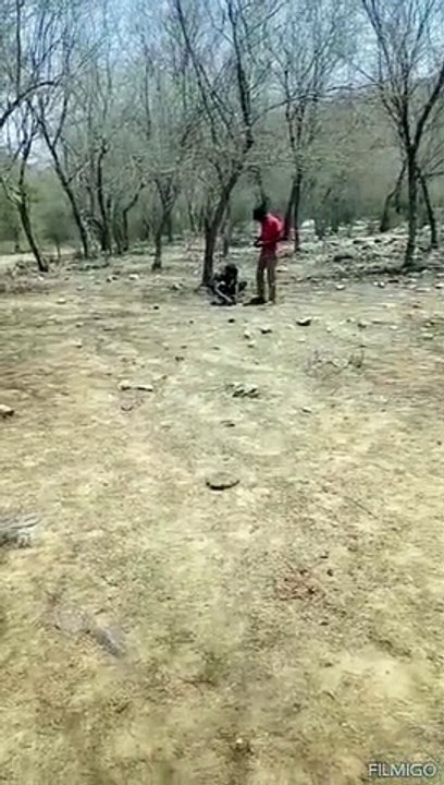 सरिस्का बाघ परियोजना में वन्यजीवों की गणना प्रारंभ, देखे वीडियों