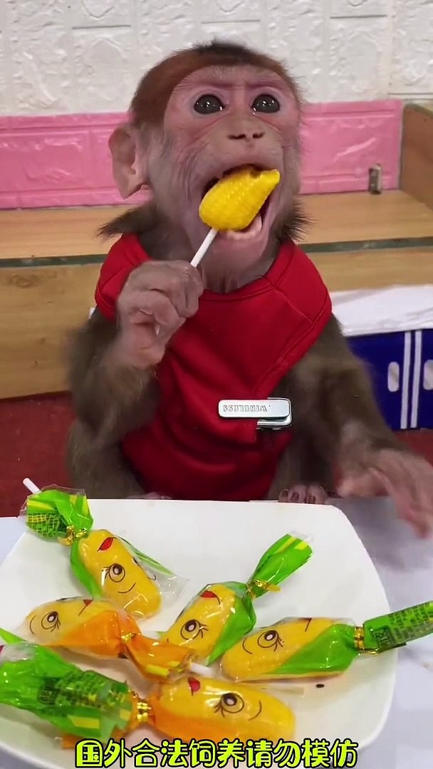 ⁣Monkey Eating Candy | Monkey Funny Moments | Animals Funny Moments | Cute Pets | Funny Animals #pets