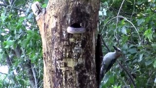 Incredible! Woodpecker Faces Unique Snake To Protect Her Baby Birds From The Scary Hunt
