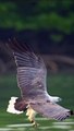 Eagle  Hunting fish  