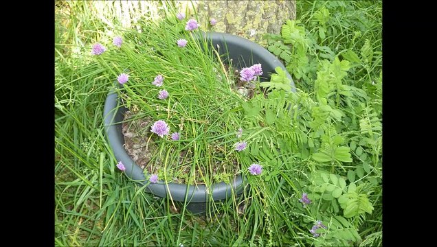 Fleurs - Pat Hogan's polka (Traditionnel irlandais) - Eric : guitares, mandoline, banjo.