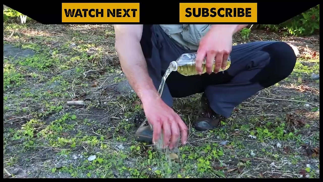 HANDS get DESTROYED by Fire Ants!