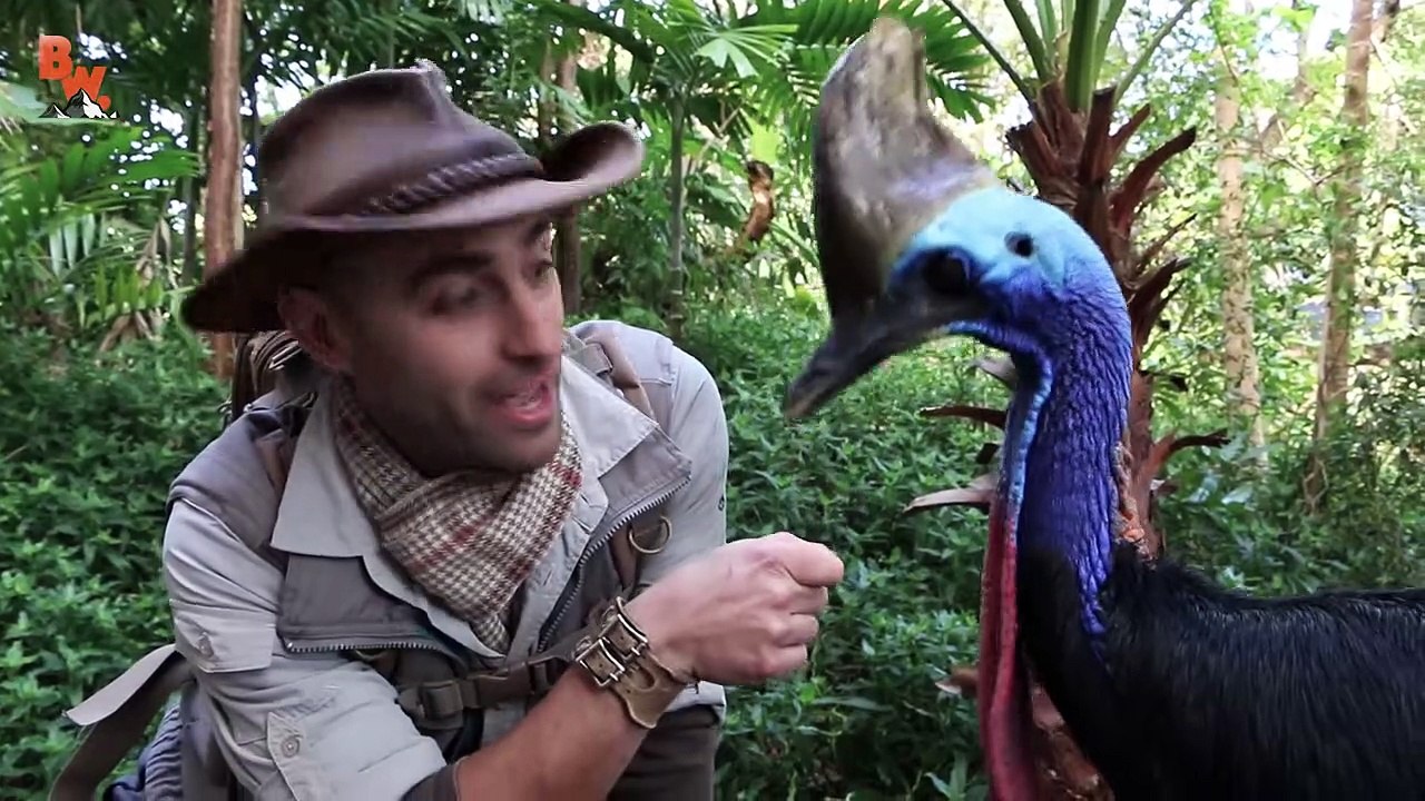 Man vs Cassowary!