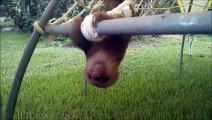 Epic Baby Sloths: The Ultimate Compilation of Hilarious Sloth Behavior