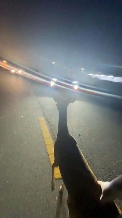 Man Escorts Deer Off Road