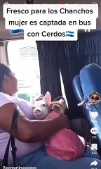 Hondureña es captada con sus cerditos en bus