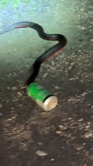 Man Saves Snake Stuck in Can