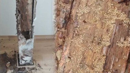 "이 영상은 해외 사례가 아닙니다"…국내 흰개미가 파먹은 집 / YTN