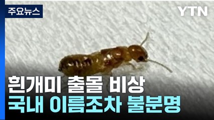 [뉴스라이더] 국내명도 없는 외래 흰개미 출몰..."국내 흰개미가 더 문제" / YTN