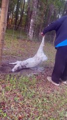 Saving a Piebald Deer