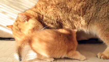 Kitten Arnold MEETS his dad William for the First Time
