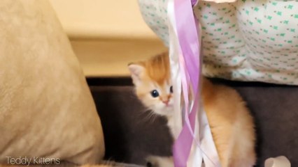 Kitten Arnold Disturbing sleep his brothers and sisters. Soo Funny