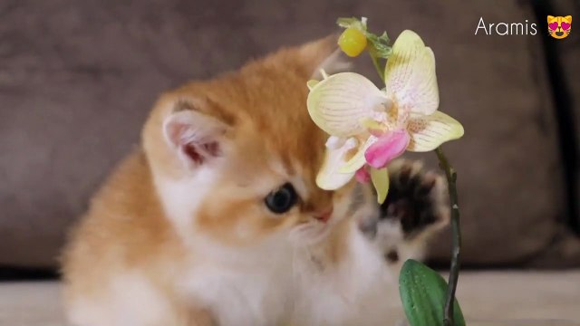 Kitten Aramis 1.5 months after birth _ British Shorthair _ Soo cute