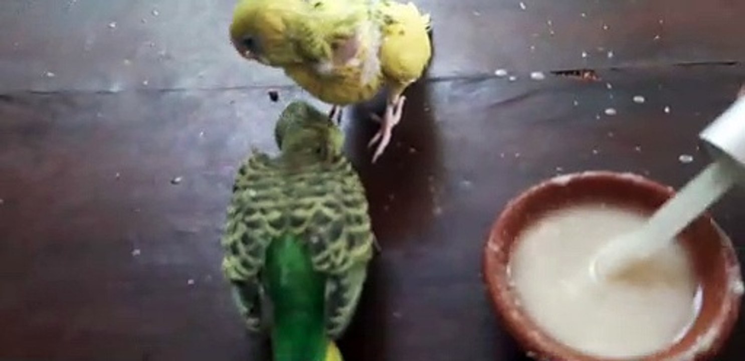 LoveBird Feeding Tutorial