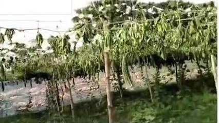 पूर्वी चंपारण: करैला के फसल को काटकर किया क्षतिग्रस्त, पीड़ित किसान ने थाने में दिया आवेदन