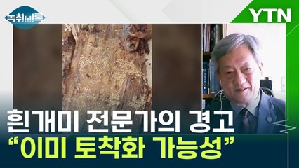 흰개미 전문가의 경고..."이미 토착화 가능성" [Y녹취록] / YTN