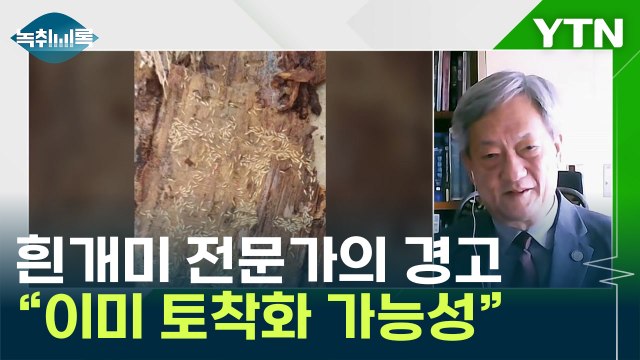 흰개미 전문가의 경고... 이미 토착화 가능성 [Y녹취록] / YTN
