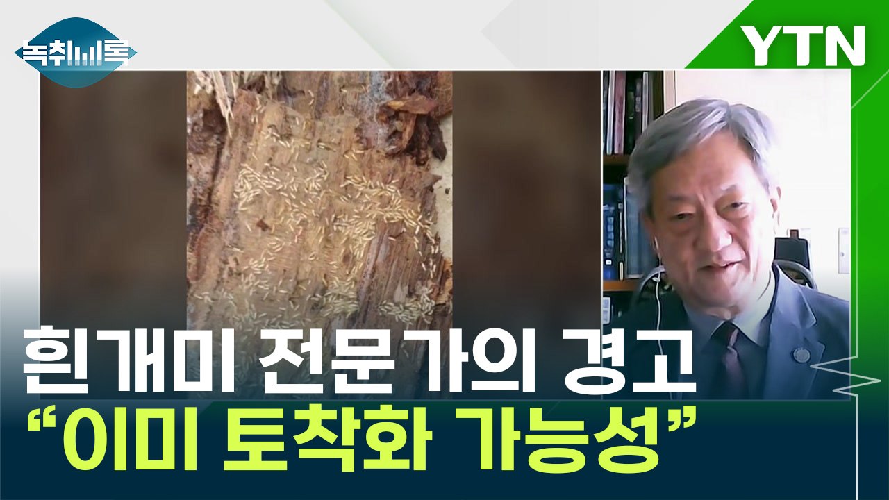 흰개미 전문가의 경고..."이미 토착화 가능성" [Y녹취록] / YTN