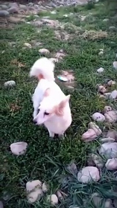 Funny Dog