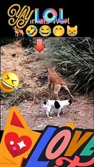 Dog fighting with men