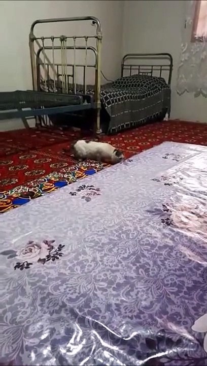 Ce chat va se faire catapulter 2 fois