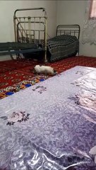 Ce chat va se faire catapulter 2 fois