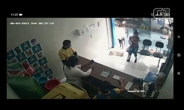 Un chien blessé va de lui-même chez le vétérinaire pour se faire soigner