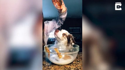 Ce chien aide sa maitresse à faire de la patisserie... à sa façon
