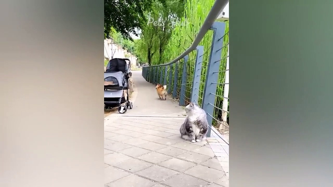Funniest Dogs and Cats  Funny Animals 2023  Part 17