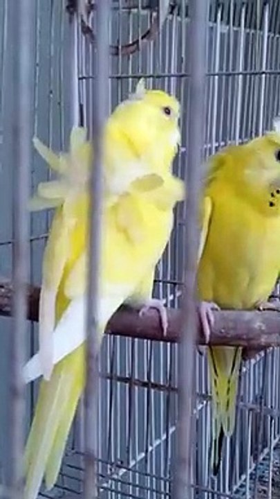 BeautifulCherryBirds