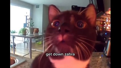 It's To LAUGH When Watching This Video Of The FUNNIEST CATS On Earth  - Funny Cats Life