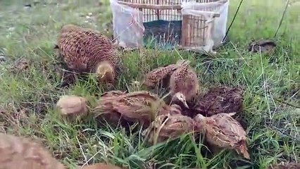 A Beautiful Partridge Family