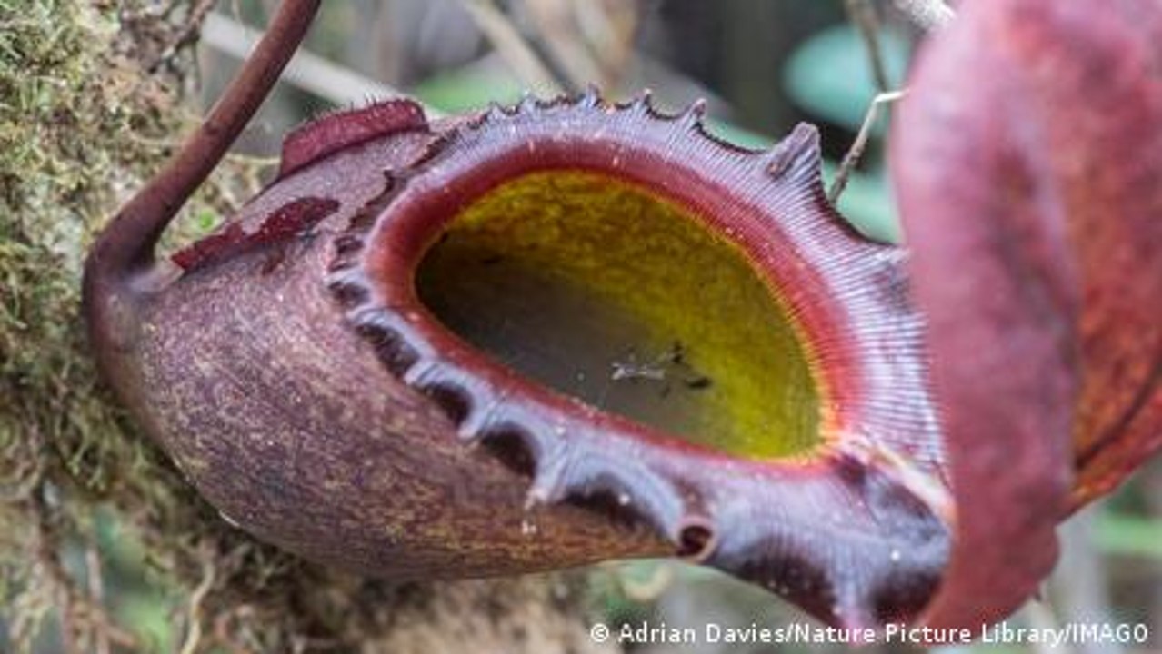 Fleischfressende Pflanzen und ihre Fangmethoden