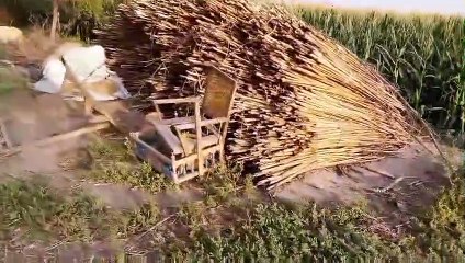 Charming scenes of village life with animals