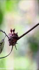 #birds_#wildlife_#video__#shortvideo_#youtubeshorts_#nature_#birds_#moments(720p)