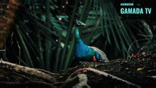 Peacocks and Royalty: A Tale of Elegance and Beauty