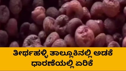 ಶಿವಮೊಗ್ಗ: ಅಡಕೆ ಧಾರಣೆಯಲ್ಲಿ ಏರಿಕೆ; ಹೇಗಿದೆ ಇಂದಿನ ಮಾರ್ಕೇಟ್ ರೇಟ್..?