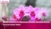 Begini Budi Daya Primadona Bunga Anggrek Bulan, Dipatok Harga Tinggi