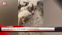 Sürüye eşlik eden yavru çoban köpeğinin koyunlarla tanışması
