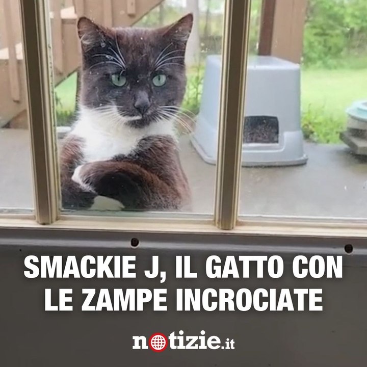 Smackie J, il gatto con le zampe incrociate - Video Dailymotion