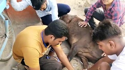 Descargar video: एक फोन पर गौवंश की सेवा को दौड़े चले आते हैं पार्थ जोशी