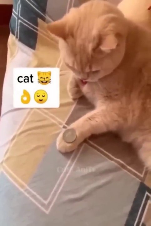 New Funny Videos 2023  Cutest Cats and Dogs  Part37