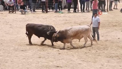 Güreş sırasında boğanın altında kalmaktan son anda böyle kurtuldu