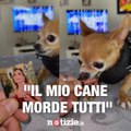 Pietro Bonsignore, conosciuto su TikTok come @pi3tro_bonsignore, posta divertentissimi video con il suo chihuahua, Prince