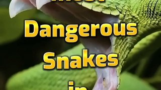 Top 10 Most Dangerous Snakes in the world#short #snakes @Shawfact