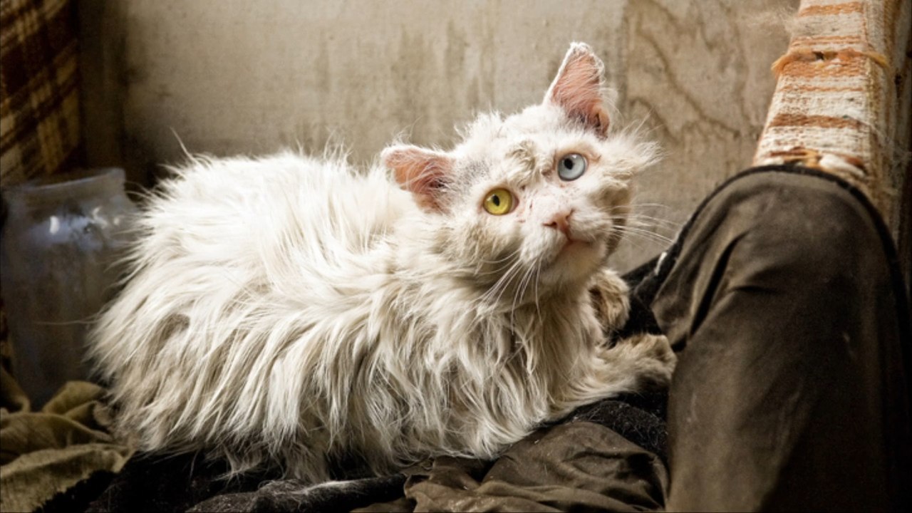 Circa 100 vernachlässigte und tote katzen in wohnhaus entdeckt