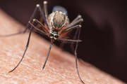 Los Científicos Revelan El Olor Que Atrae A Los Mosquitos