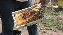 Devletten aldığı destekle yılda 5 bin kraliçe arı üretip, ülke geneline sattı: Tanesi 300 lira